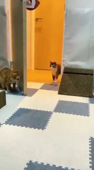 preparing to attack