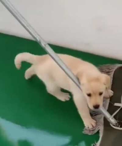 Pupper Helping Swab The Decks