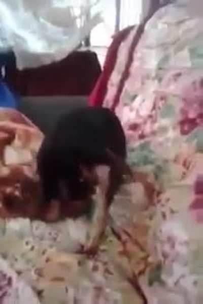 Autofellatio