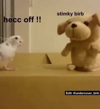 angrybirb