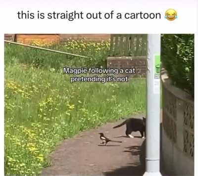 Cute 🦜 following a cat 🐈&zwj;⬛ but pretending not to