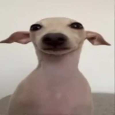 dog g
