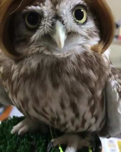 Head-wig