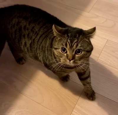 Mikhail Won&rsquo;t Tolerate Late Dinner