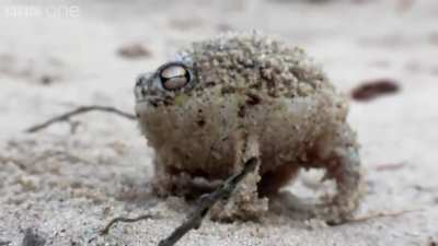 Henchfrog by BBC
