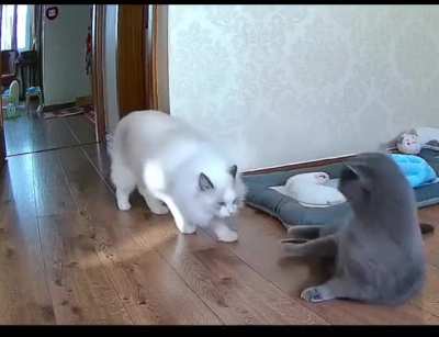 Blue Cat's Tactics