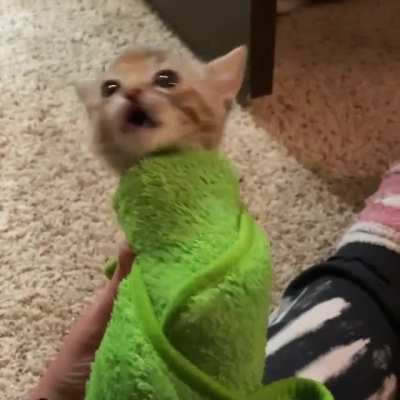 Purrito