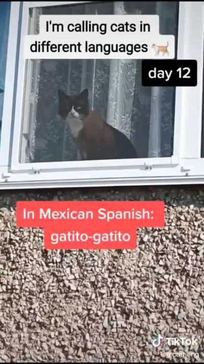 Cat-call