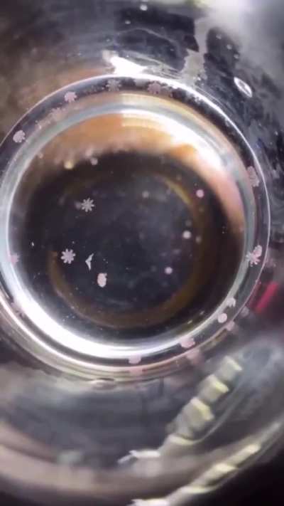baby jellyfish look like this