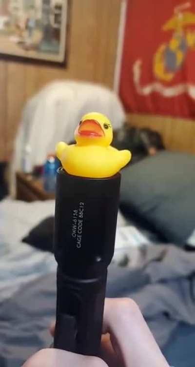 quack quack dourado