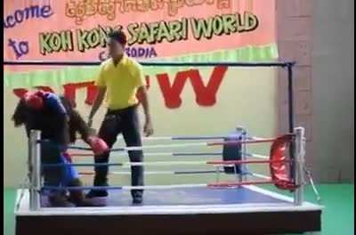 As&iacute; peleamos en Latinoam&eacute;rica