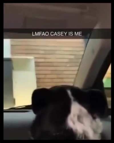 i&rsquo;ve never seen a dog tell another dog to stfu