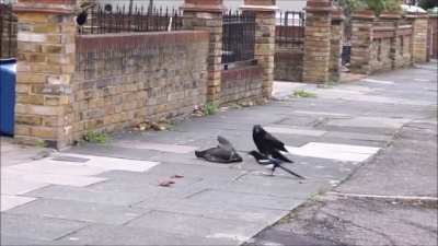 When a bird is in distress, in this case, a jackdaw pinned down by a sparrow hawk, it is not uncommon for other birds such as magpies and crows to help out, given most birds' propensity to dislike raptors. In the end, the arrival of the crow tipped the sc