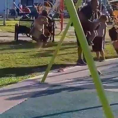 Dog on a swing