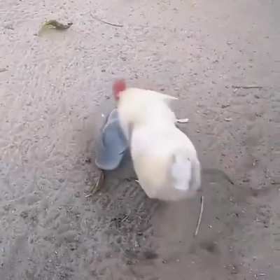 Pollo follador😳👌😎