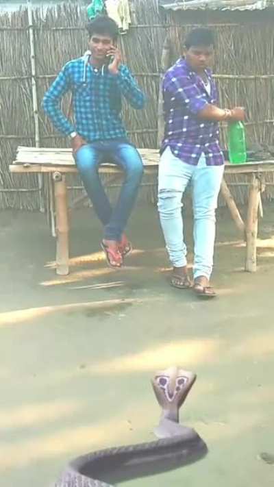 Indian Animal Fight