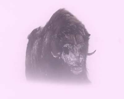🔥-40&deg;Celsius/Fahrenheit is no challenge for the Musk Ox