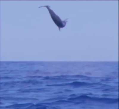 Flying