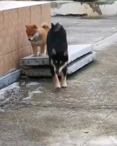 HMK while I show my friend that I can jump too