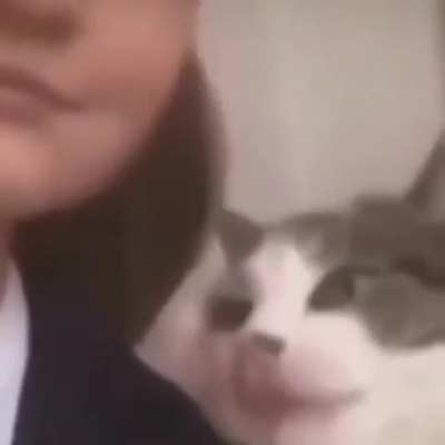 when a cat has better game than you
