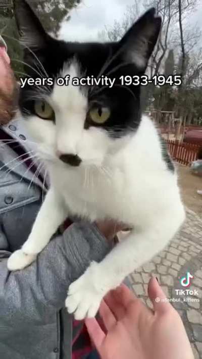 Friendly cats in Istanbul