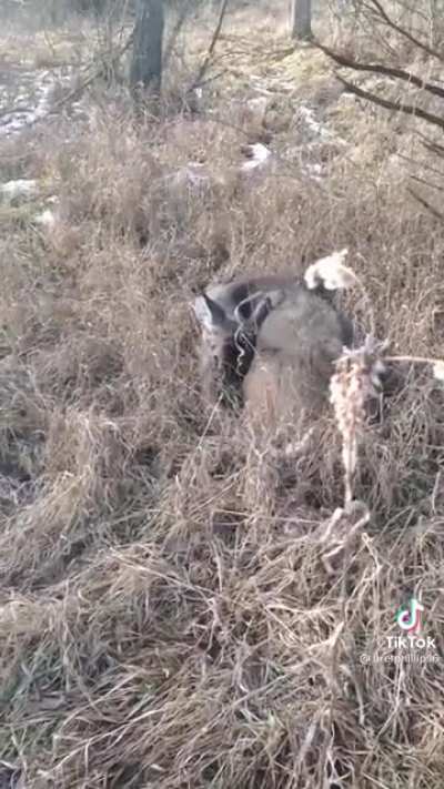 Coming across an old-age deer in the woods that fell asleep under the stars and never woke up (no flair for welling up but if there was .. )