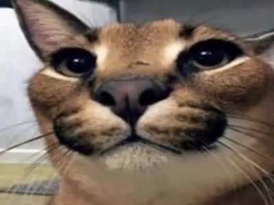 Very good floppa