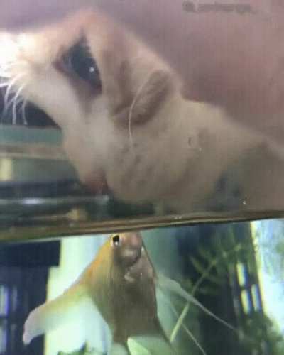 I toucha da fishy
