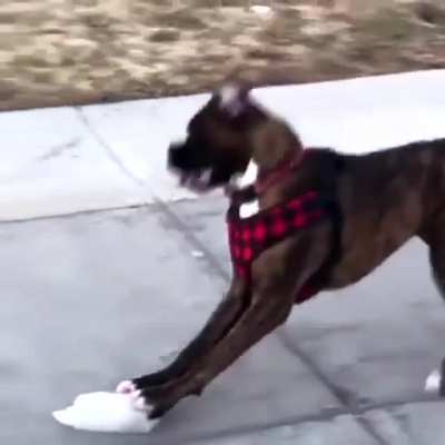 Just a Boxer doing Boxer things