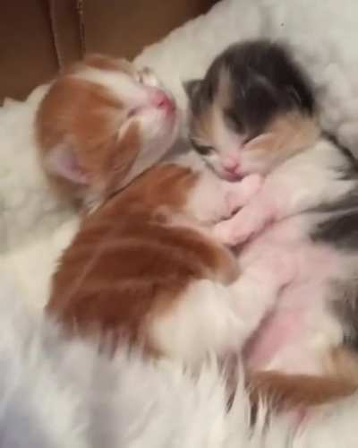I can't handle this much cuteness.