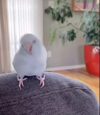 Wiggle Bird