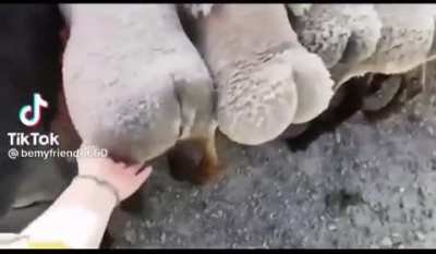 Creepy butt cool