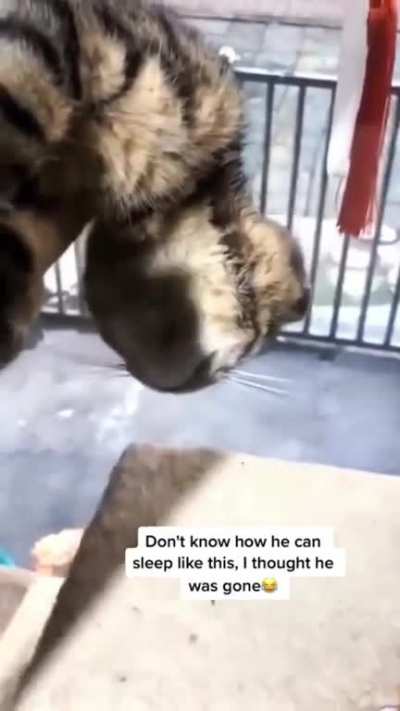 Lil cat's getting that SLEEP sleep