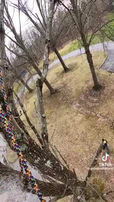 Cat Rescue