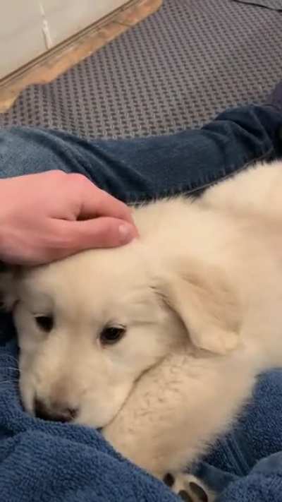 Leïa 8 weeks old. Cuddling time 😍