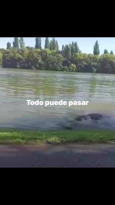 Lobo intentando cazar en el R&iacute;o Negro (Viedma)