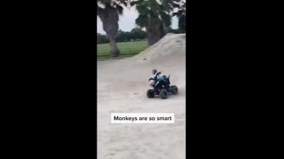 monkey rule