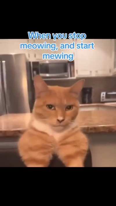 apandah cat