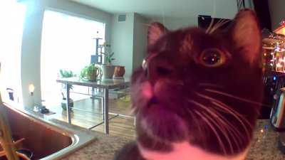 Cat how to get his human out of the camera