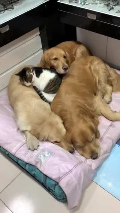 If I fits, I sits