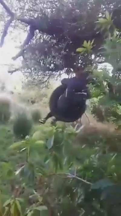I found the swing...