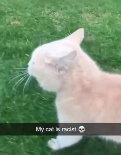 Gato f0da