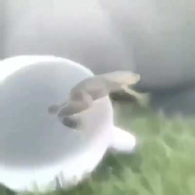 Frog.