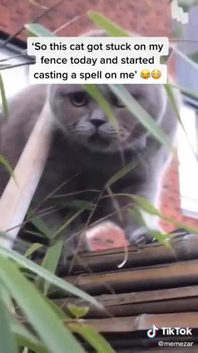 I love this cattttt 🤣😭💀