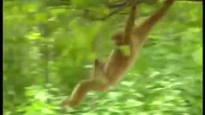 gibbon this tiger a hard time