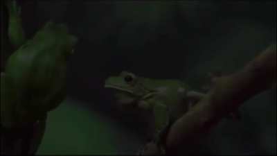 Long live the King (from tierzoo)