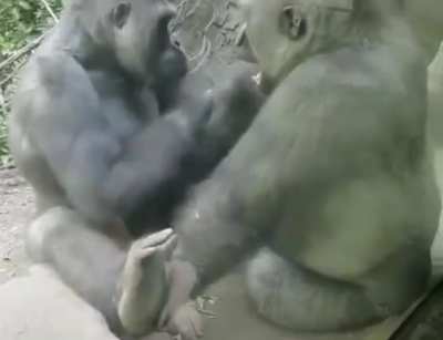 Proof that we are closely related to gorillas