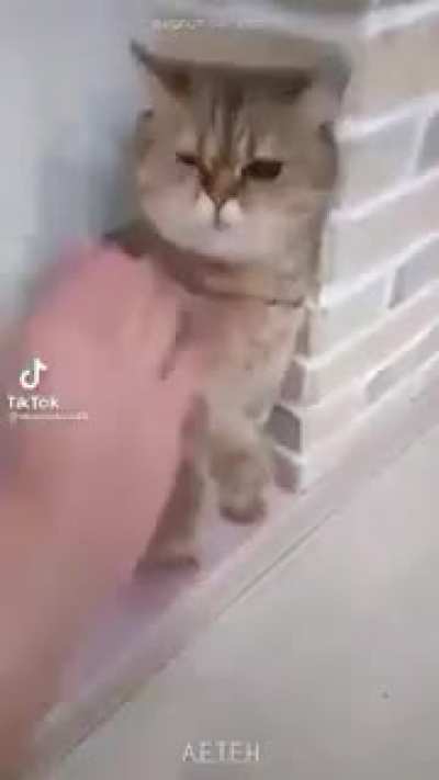Catrate