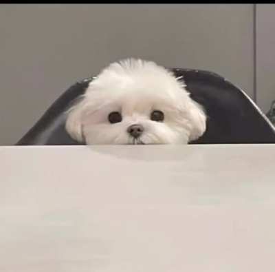 Puppy Winter