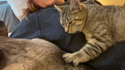 New kitten hugs my cat when I ask &ldquo;do you love Bart?&rdquo;